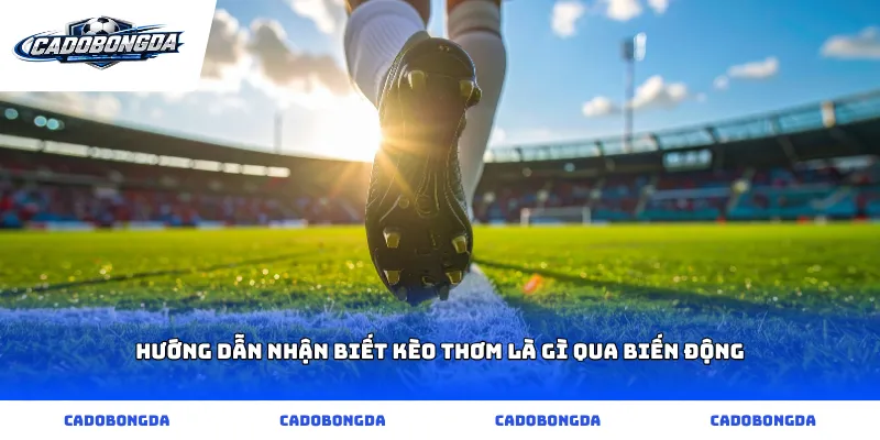 Hướng dẫn nhận biết kèo thơm là gì qua biến động
